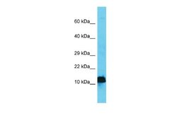 AP4S1 Rabbit anti-Mouse, Polyclonal, Novus Biologicals 0.1ml; Unconjugated:Antibodies,